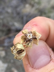 Asclepias cryptoceras davisii