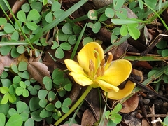 Senna surattensis