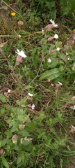 Silene latifolia