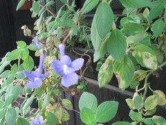 Streptocarpus saxorum