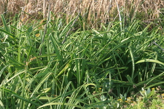 Cyperus dives