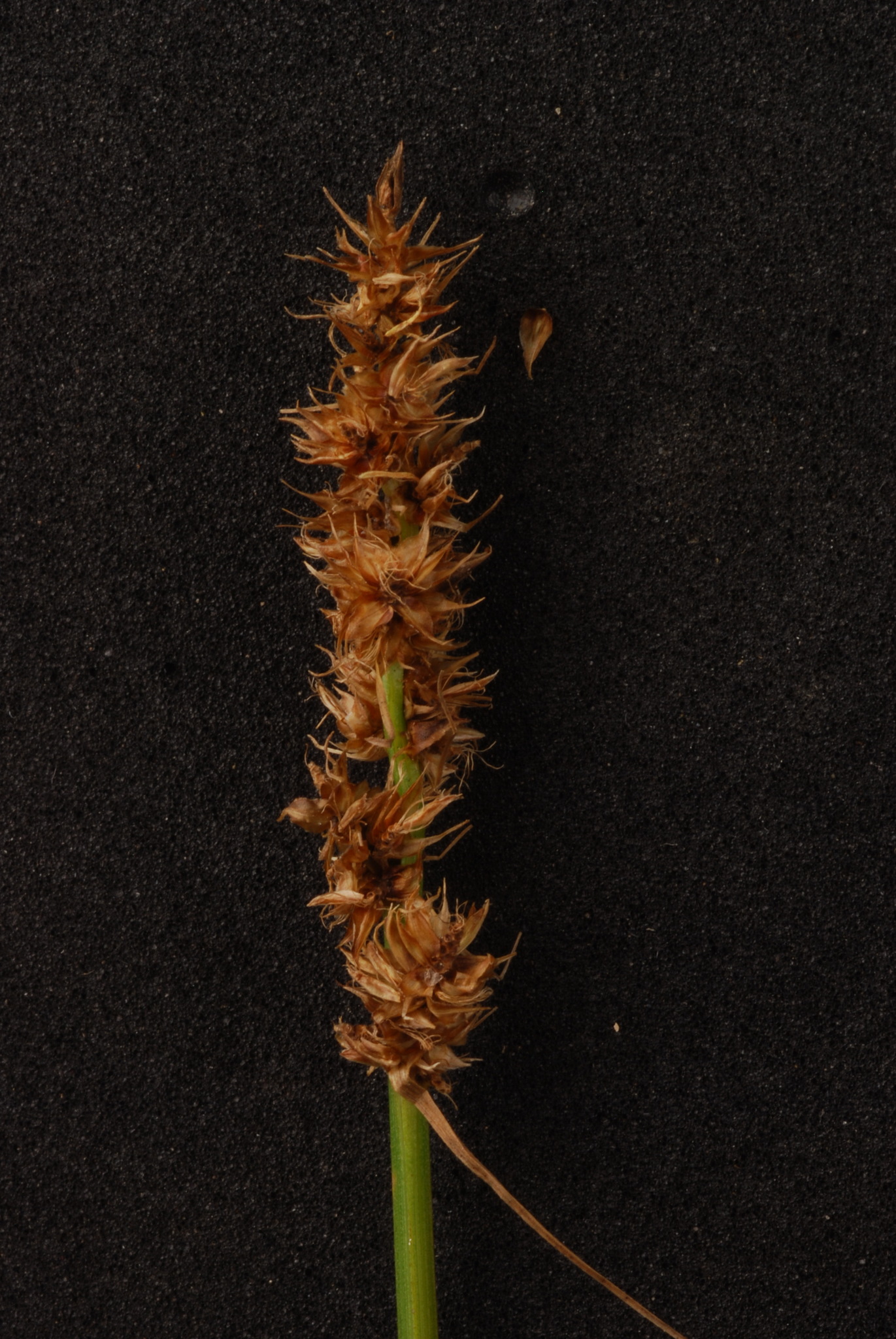 Carex triangularis