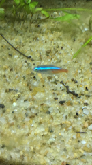 Paracheirodon innesi