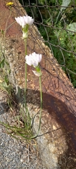 Allium roseum