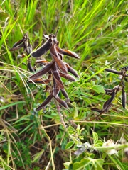 Cleome viscosa