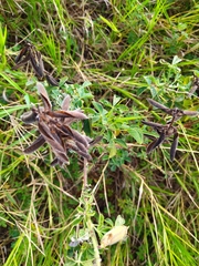 Cleome viscosa