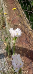 Allium roseum