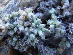 Trichodiadema marlothii