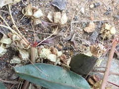 Asclepias cryptoceras davisii