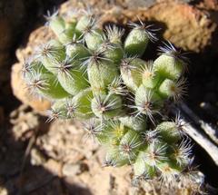 Trichodiadema marlothii