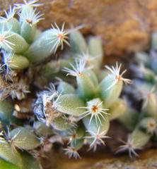 Trichodiadema marlothii