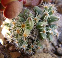 Trichodiadema marlothii