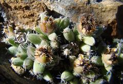 Trichodiadema marlothii