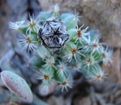 Trichodiadema marlothii