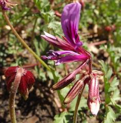 Pelargonium multicaule multicaule