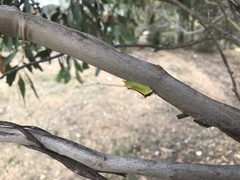 Doratifera oxleyi