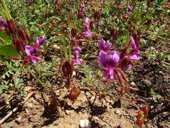 Pelargonium multicaule multicaule