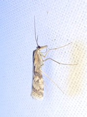 Hednota pedionoma