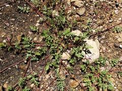 Pelargonium multicaule multicaule