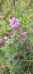 Medicago sativa