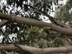 Doratifera oxleyi