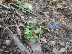 Corydalis fumariifolia