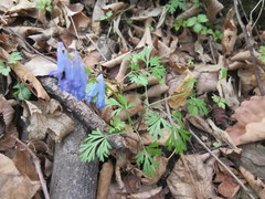 Corydalis fumariifolia