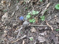 Corydalis fumariifolia