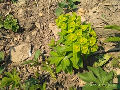 Euphorbia hylonoma