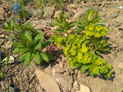 Euphorbia hylonoma