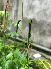 Pinellia ternata