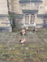 Alopochen aegyptiaca