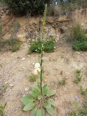 Verbascum boerhavii