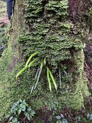 Haplopteris flexuosa