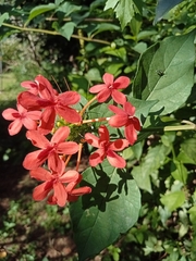 Ruspolia hypocrateriformis