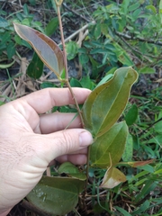 Smilax anceps