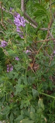Medicago sativa