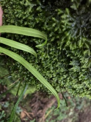 Haplopteris flexuosa