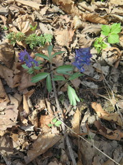 Corydalis turtschaninovii