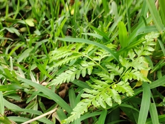Pteris ensiformis