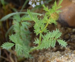 Sanguisorba verrucosa