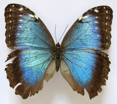 Morpho helenor narcissus