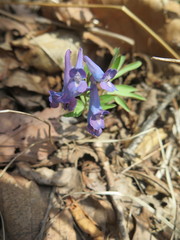 Corydalis turtschaninovii