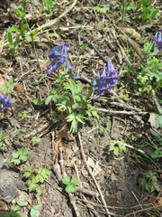 Corydalis turtschaninovii