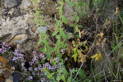 Sanguisorba verrucosa