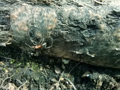 Formica rufa