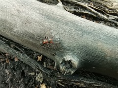 Formica rufa