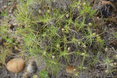 Plantago sempervirens