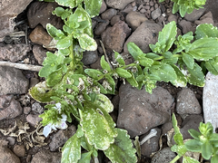 Teucrium townsendii
