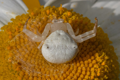 Thomisus daradioides